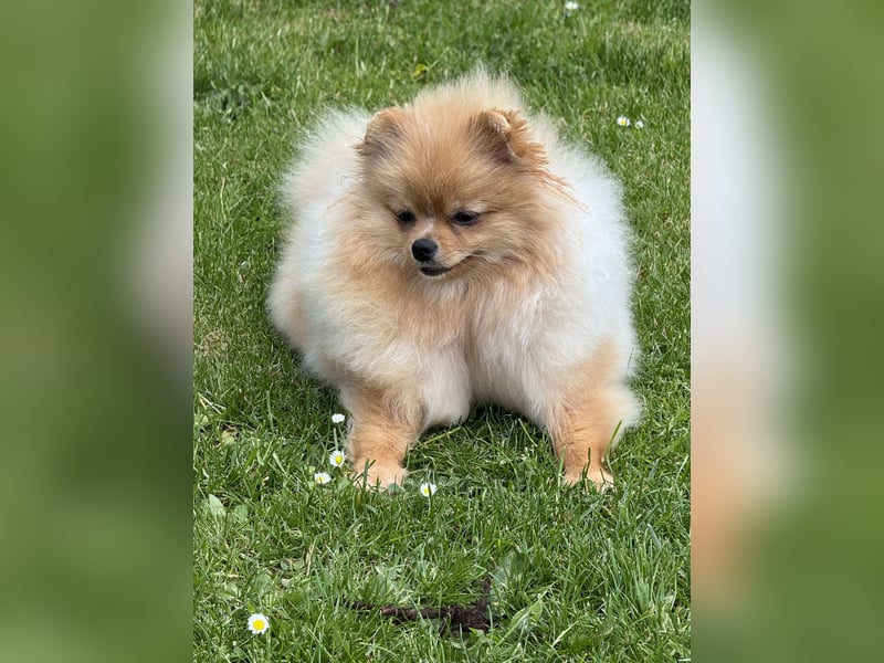 Pomeranian Zwergspitz Hündin 1 Jahr alt