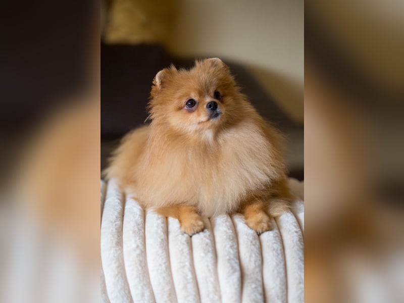 Pomeranian Zwergspitz Hündin 1 Jahr alt