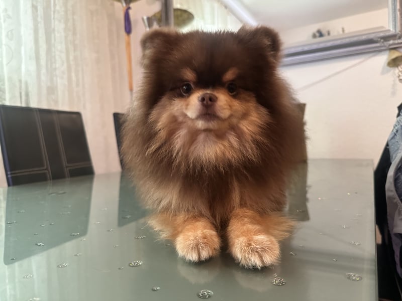 Pomeranian Zwergspitz