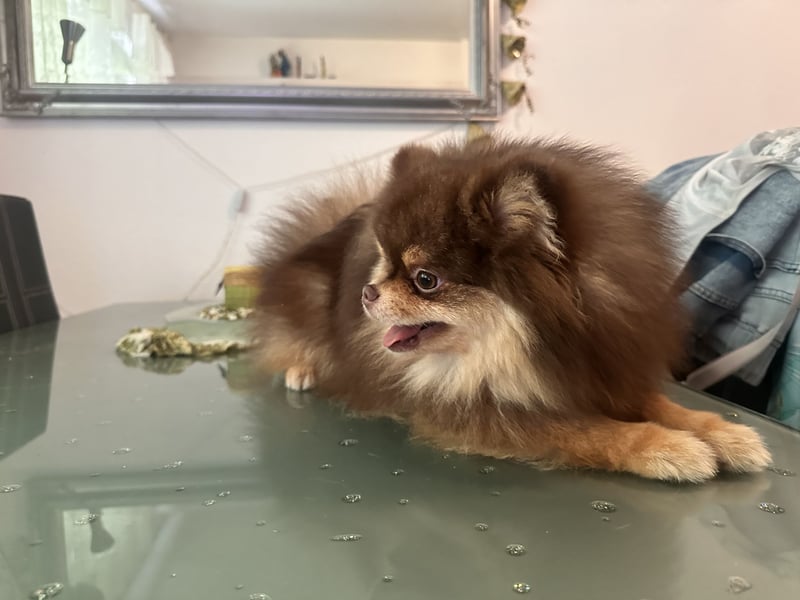 Pomeranian Zwergspitz