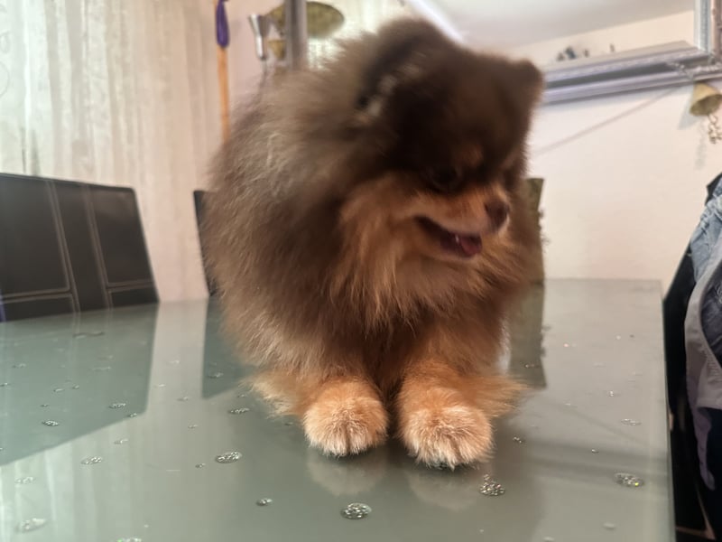Pomeranian Zwergspitz
