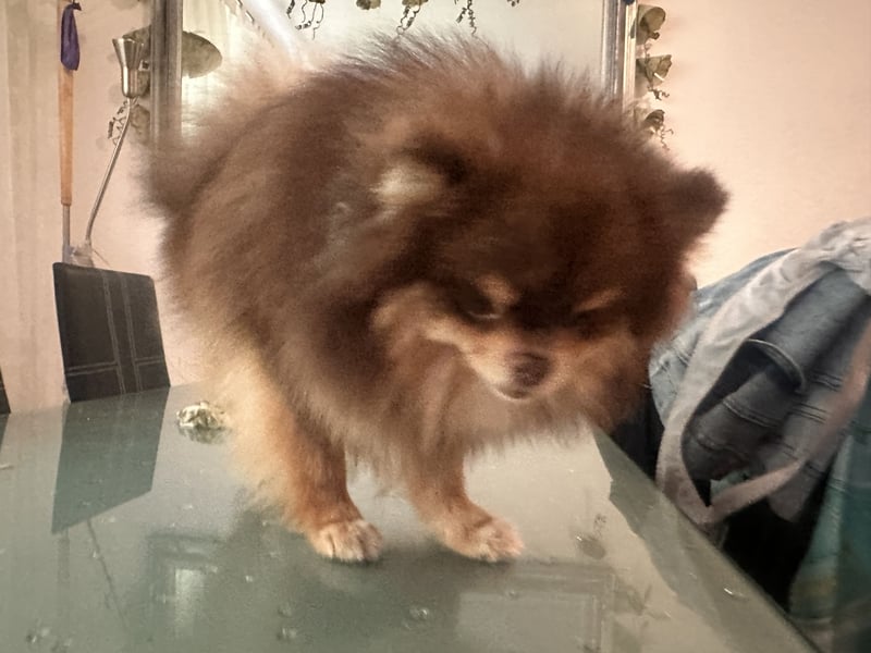 Pomeranian Zwergspitz