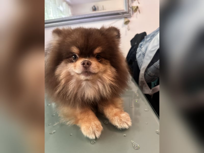 Pomeranian Zwergspitz
