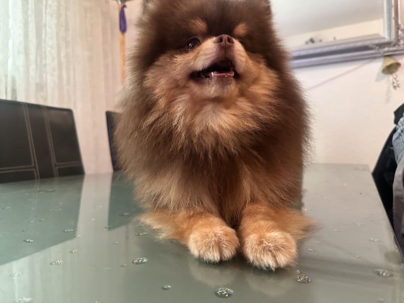 Pomeranian Zwergspitz