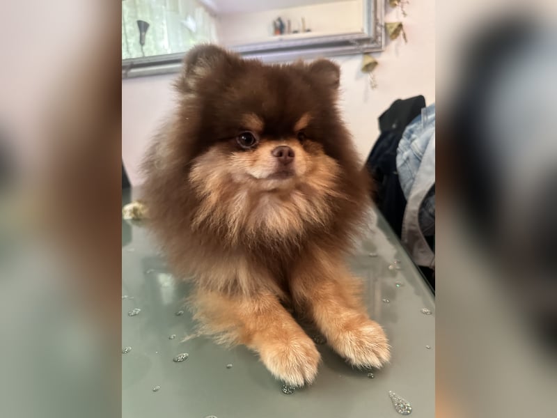 Pomeranian Zwergspitz