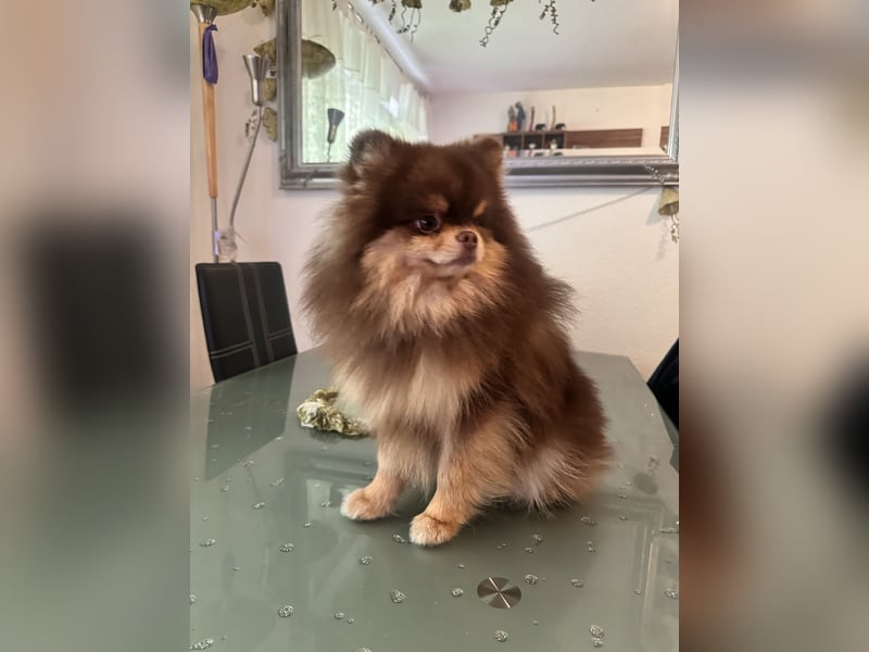 Pomeranian Zwergspitz