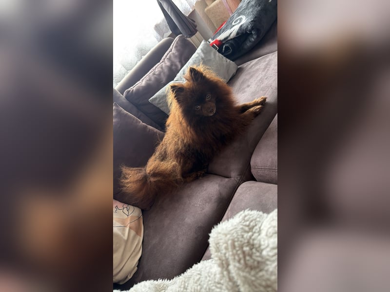 Pomeranian Rüde in wunderschöner Schokoladenfarbe sucht liebevolles Zuhause 