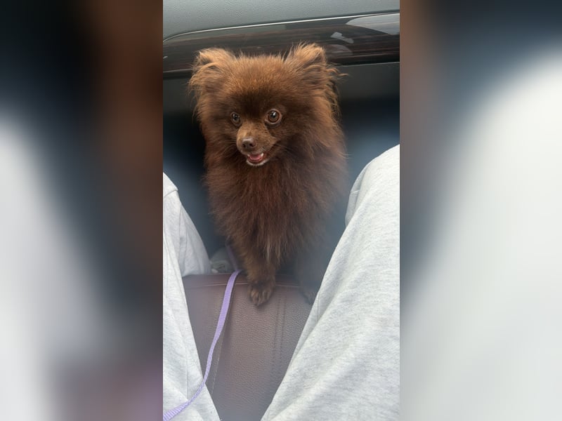 Pomeranian Rüde in wunderschöner Schokoladenfarbe sucht liebevolles Zuhause 