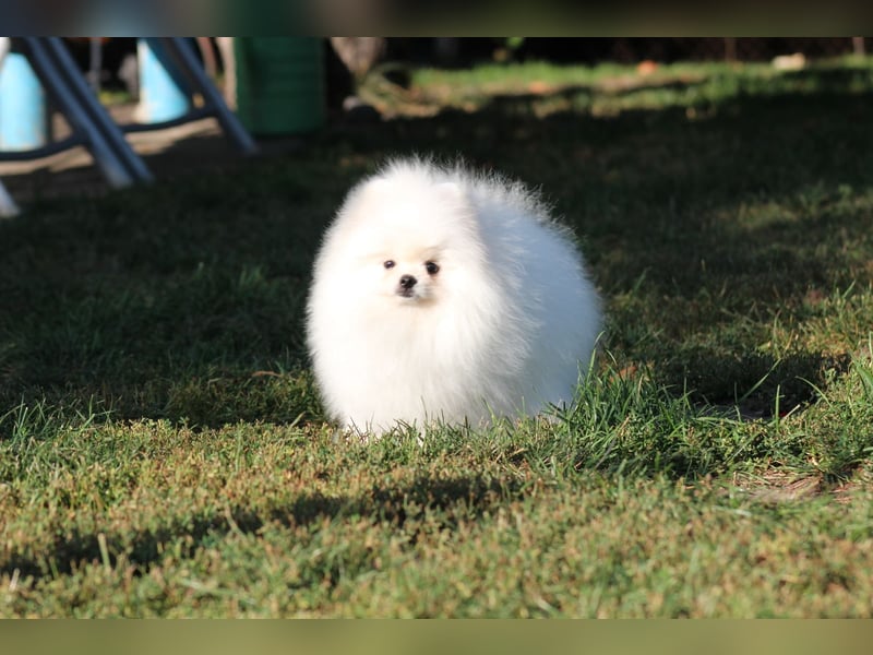 Zwergspitze mit Herz und Stammbaum von einer erfahrenen Züchterin mit 35 Jahren Erfahrung