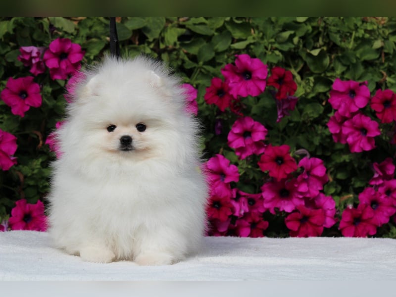 Zwergspitze mit Herz und Stammbaum von einer erfahrenen Züchterin mit 35 Jahren Erfahrung