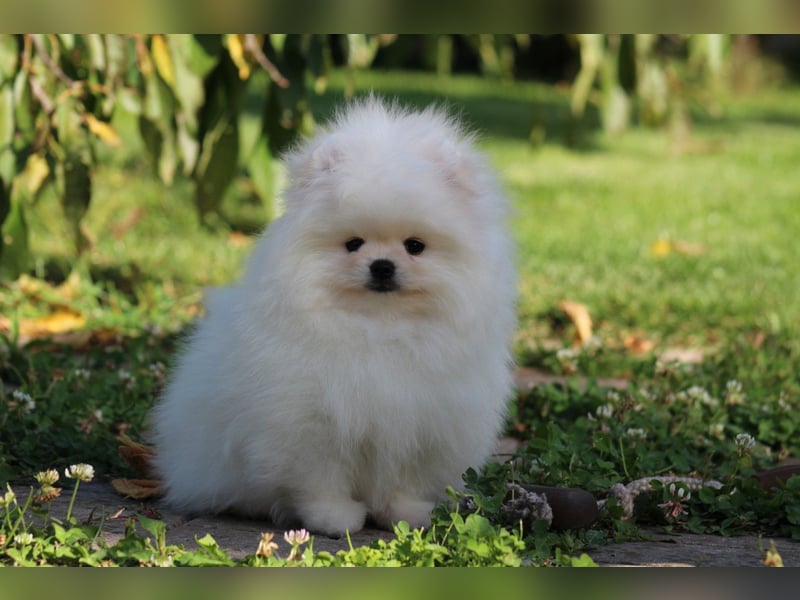 Zwergspitze mit Herz und Stammbaum von einer erfahrenen Züchterin mit 35 Jahren Erfahrung