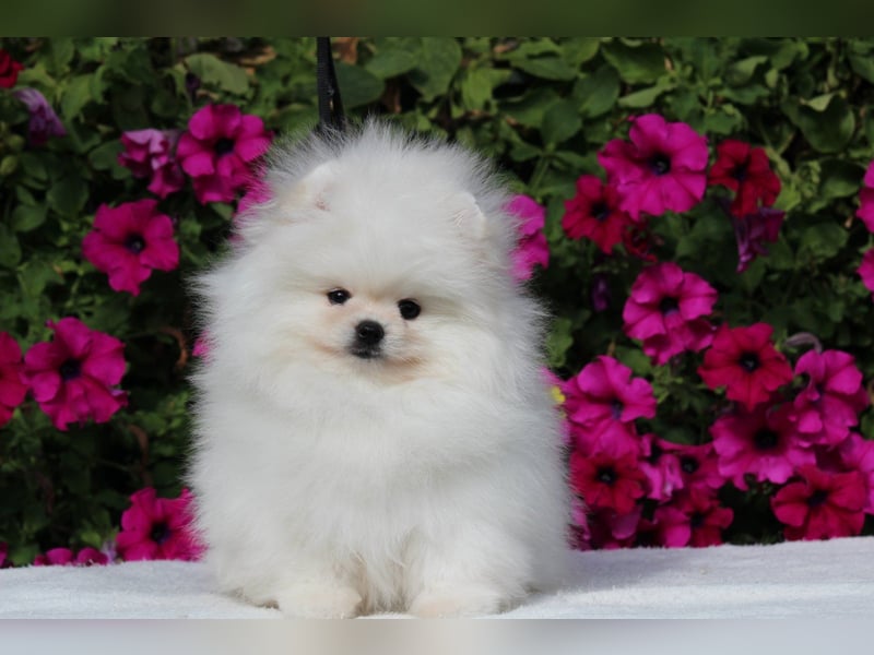 Zwergspitze mit Herz und Stammbaum von einer erfahrenen Züchterin mit 35 Jahren Erfahrung