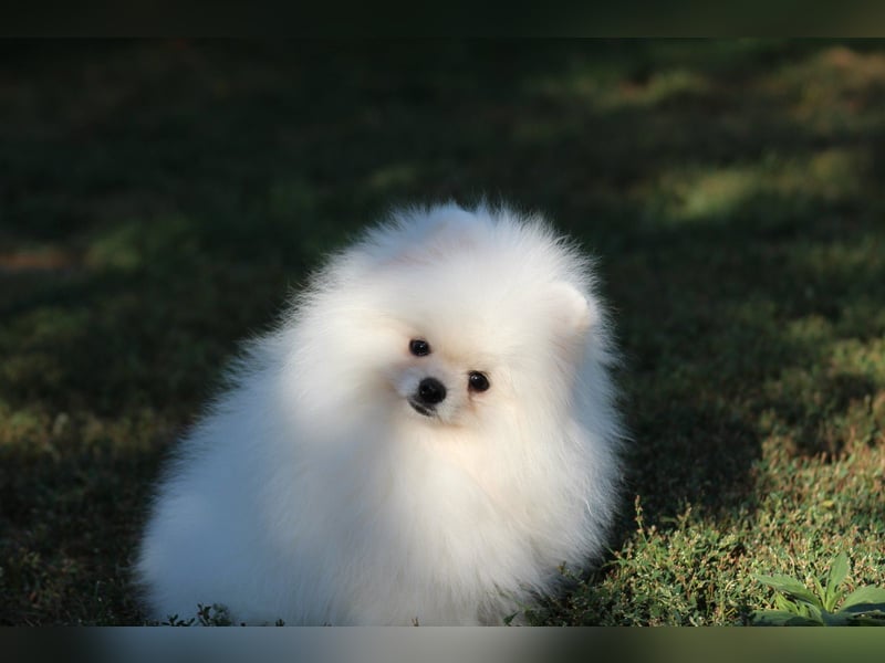 Zwergspitze mit Herz und Stammbaum von einer erfahrenen Züchterin mit 35 Jahren Erfahrung