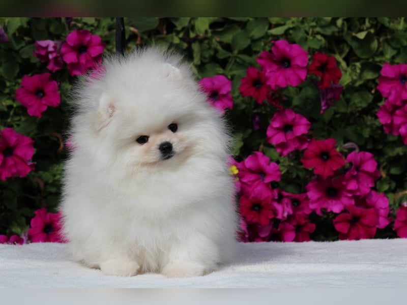 Zwergspitze mit Herz und Stammbaum von einer erfahrenen Züchterin mit 35 Jahren Erfahrung