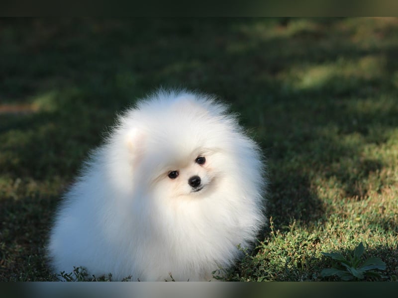 Zwergspitze mit Herz und Stammbaum von einer erfahrenen Züchterin mit 35 Jahren Erfahrung