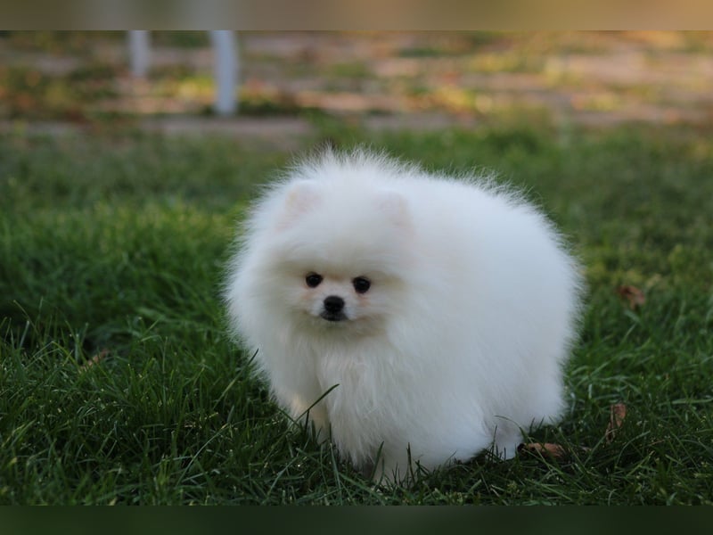 Zwergspitze mit Herz und Stammbaum von einer erfahrenen Züchterin mit 35 Jahren Erfahrung