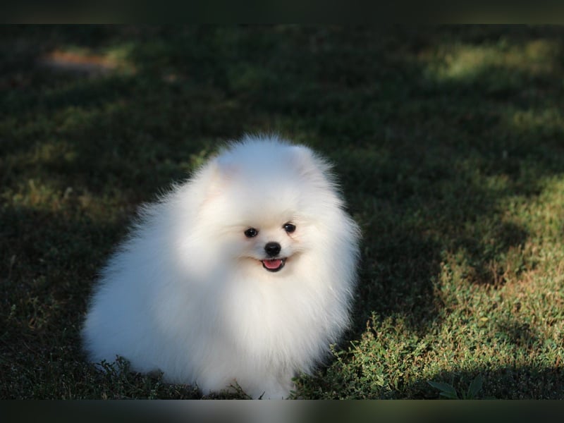 Zwergspitze mit Herz und Stammbaum von einer erfahrenen Züchterin mit 35 Jahren Erfahrung