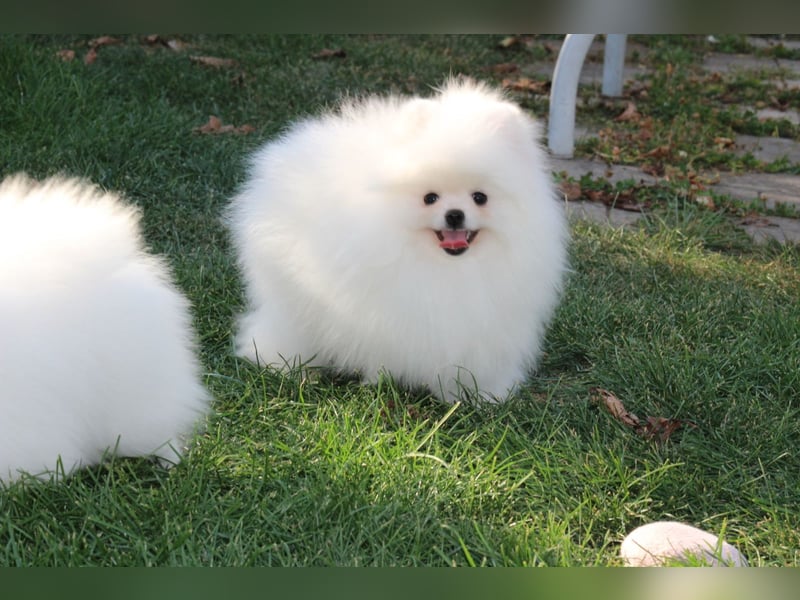 Zwergspitze mit Herz und Stammbaum von einer erfahrenen Züchterin mit 35 Jahren Erfahrung