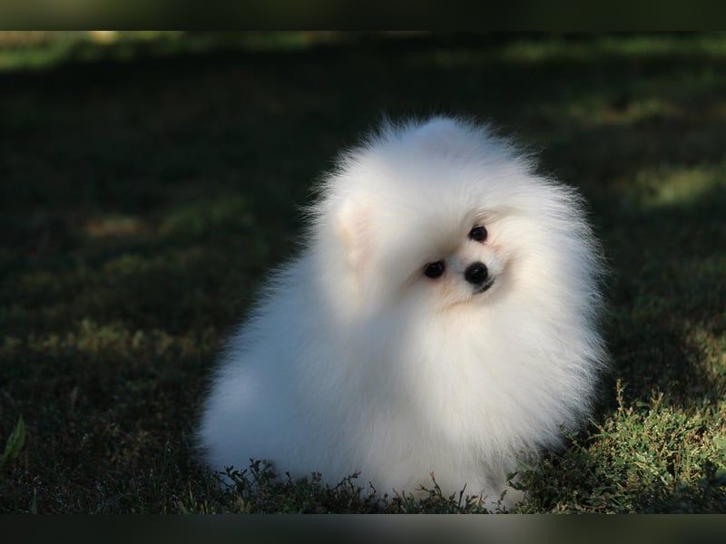 Zwergspitze mit Herz und Stammbaum von einer erfahrenen Züchterin mit 35 Jahren Erfahrung