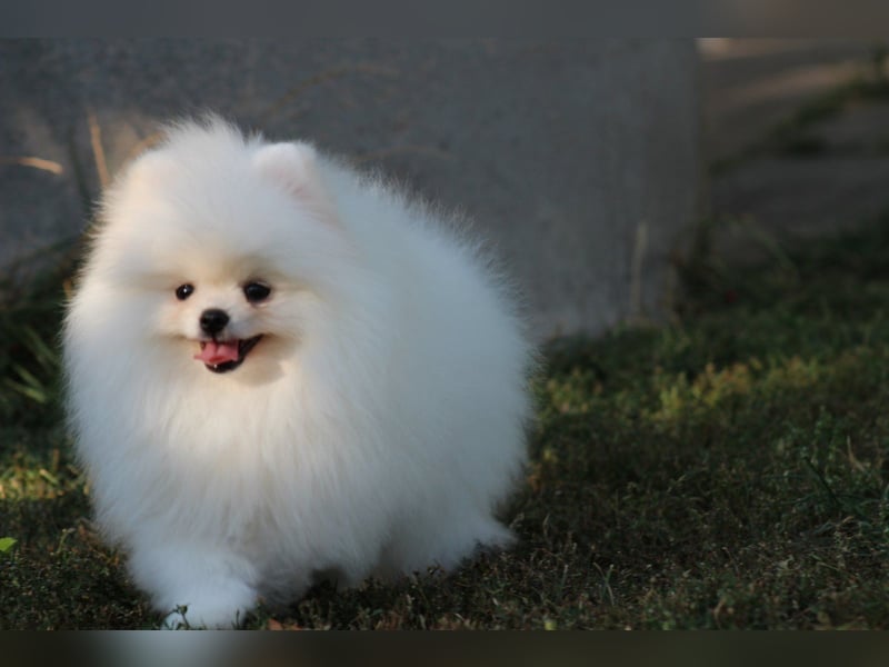 Zwergspitze mit Herz und Stammbaum von einer erfahrenen Züchterin mit 35 Jahren Erfahrung