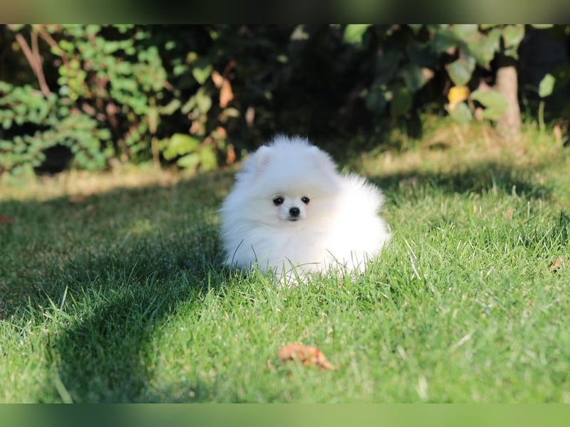 Zwergspitze mit Herz und Stammbaum von einer erfahrenen Züchterin mit 35 Jahren Erfahrung