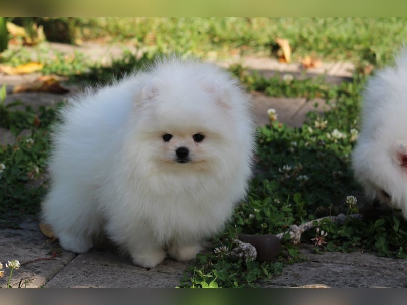 Zwergspitze mit Herz und Stammbaum von einer erfahrenen Züchterin mit 35 Jahren Erfahrung