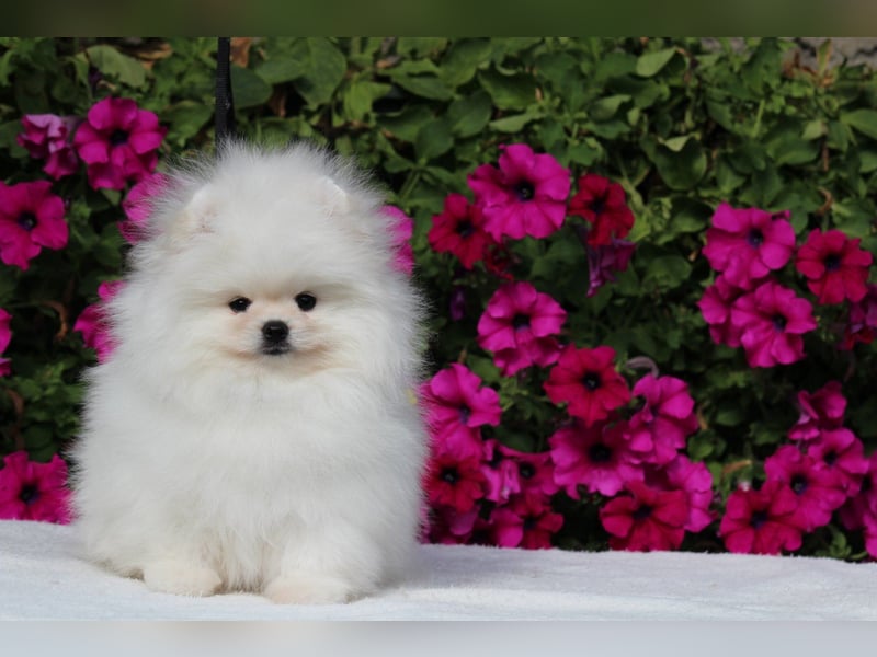 Zwergspitze mit Herz und Stammbaum von einer erfahrenen Züchterin mit 35 Jahren Erfahrung