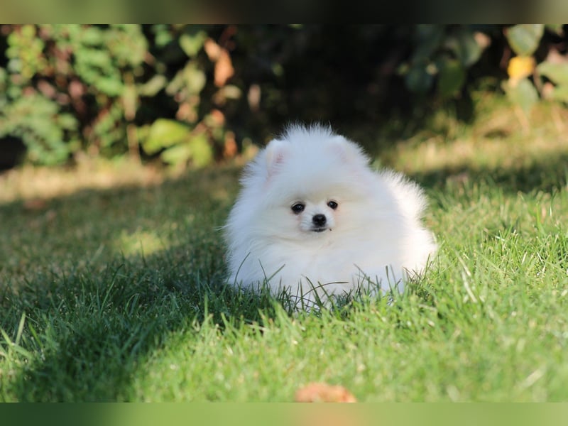 Zwergspitze mit Herz und Stammbaum von einer erfahrenen Züchterin mit 35 Jahren Erfahrung