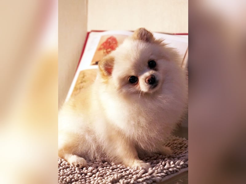 Pomeranian Zwergspitz Hündin 2 Jahre
