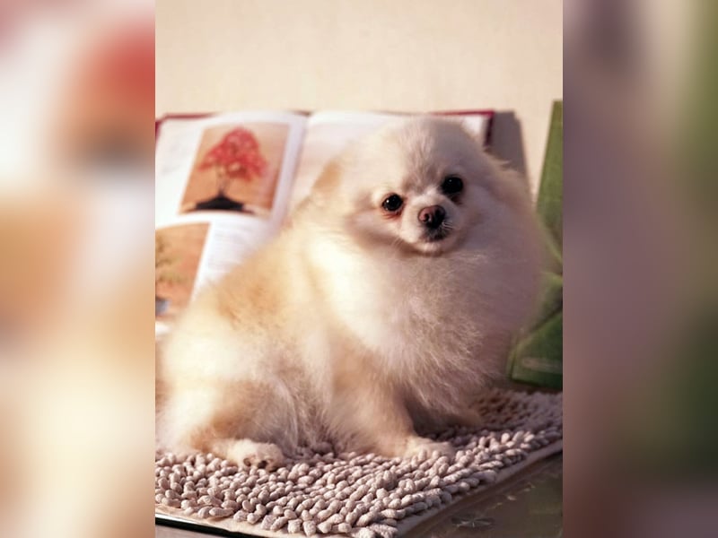 Pomeranian Zwergspitz Hündin 2 Jahre