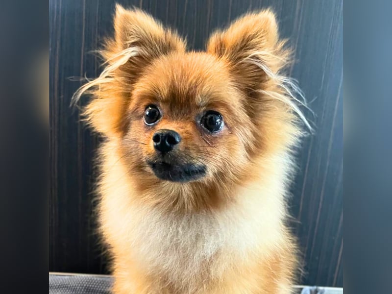 Alfred - ist freundlich&verspielt