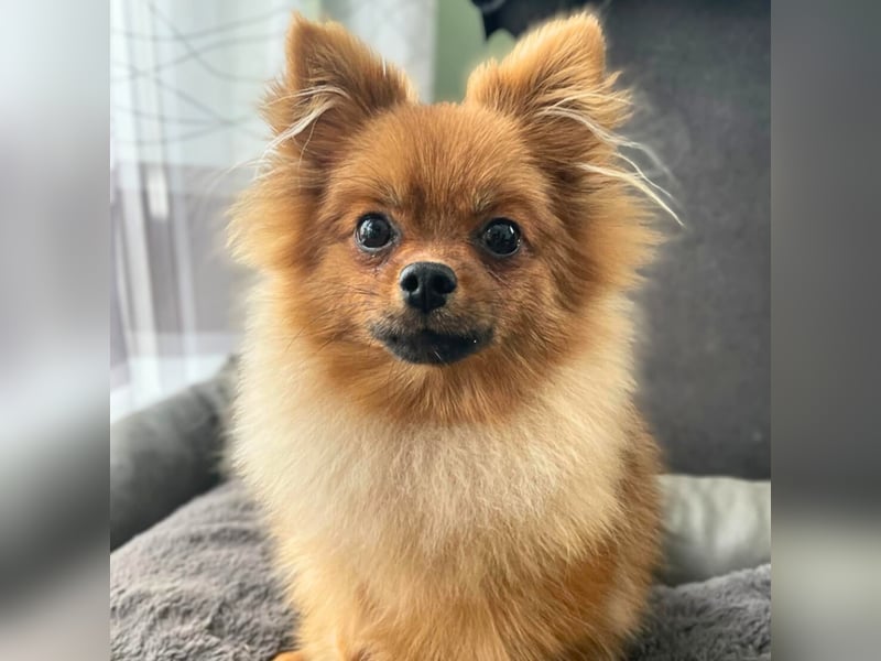 Alfred - ist freundlich&verspielt