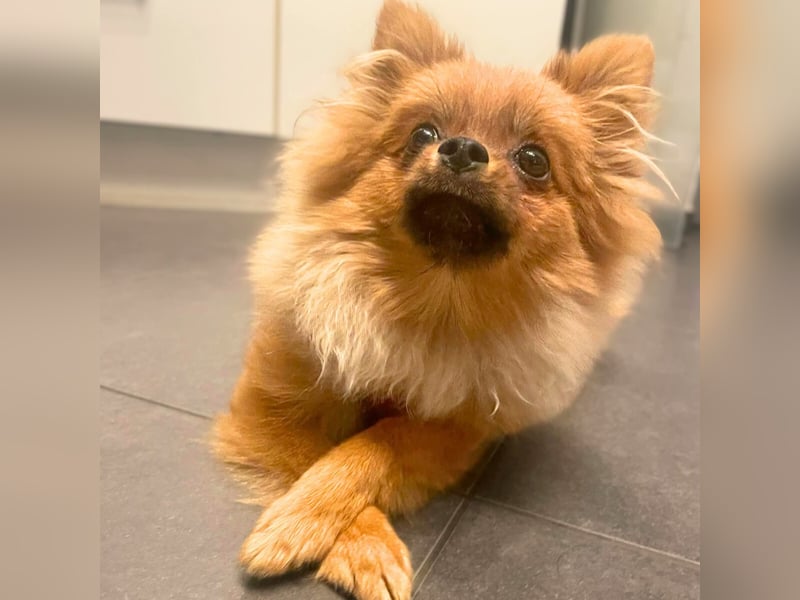 Alfred - ist freundlich&verspielt