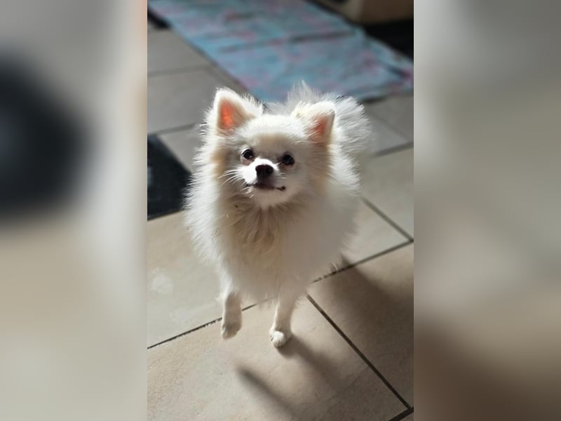 Kleine Pomeranian Dame Perl sucht ihre Menschen