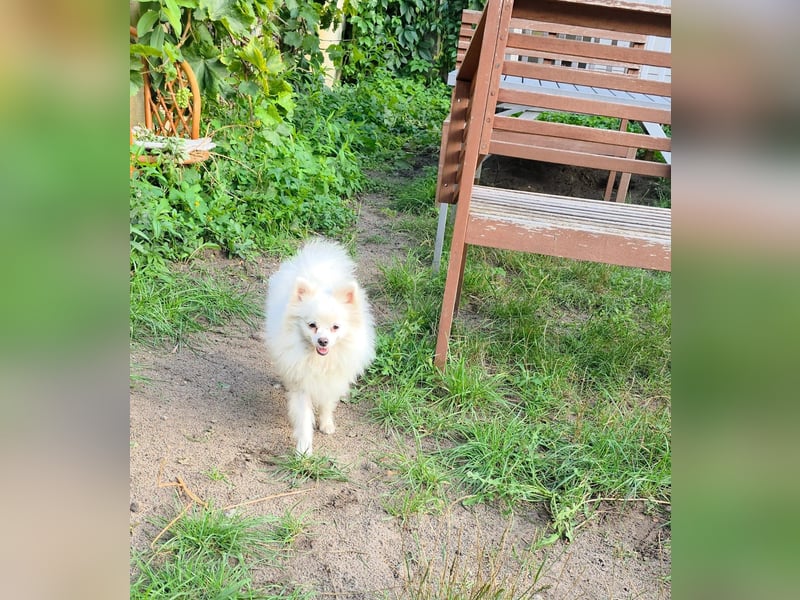 Kleine Pomeranian Dame Perl sucht ihre Menschen
