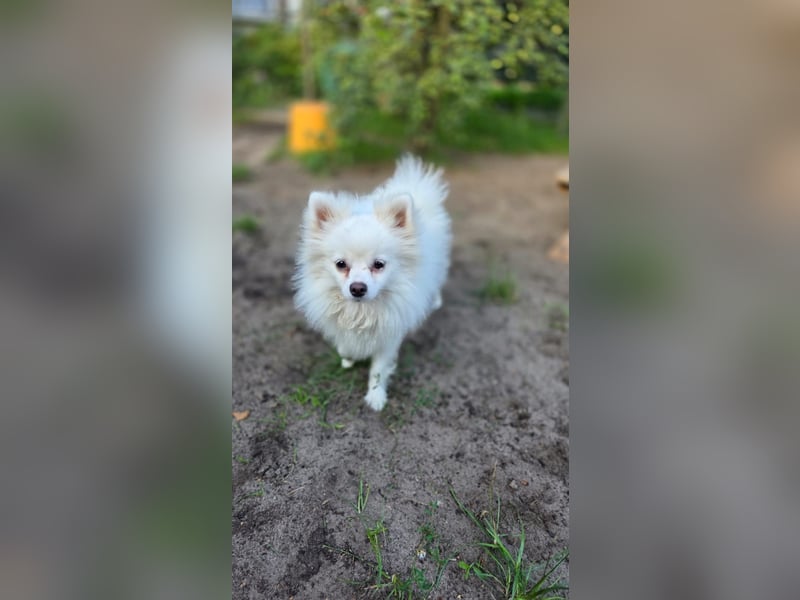 Kleine Pomeranian Dame Perl sucht ihre Menschen