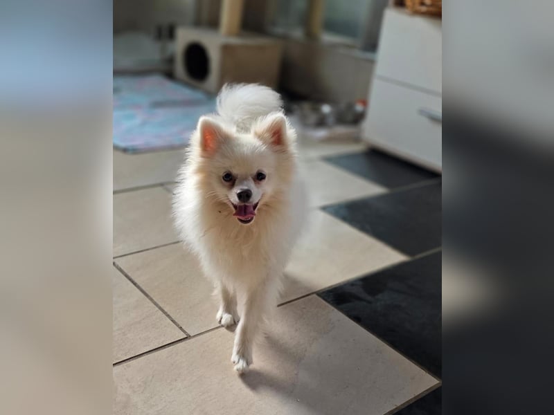 Kleine Pomeranian Dame Perl sucht ihre Menschen