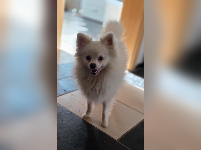 Kleine Pomeranian Dame Perl sucht ihre Menschen