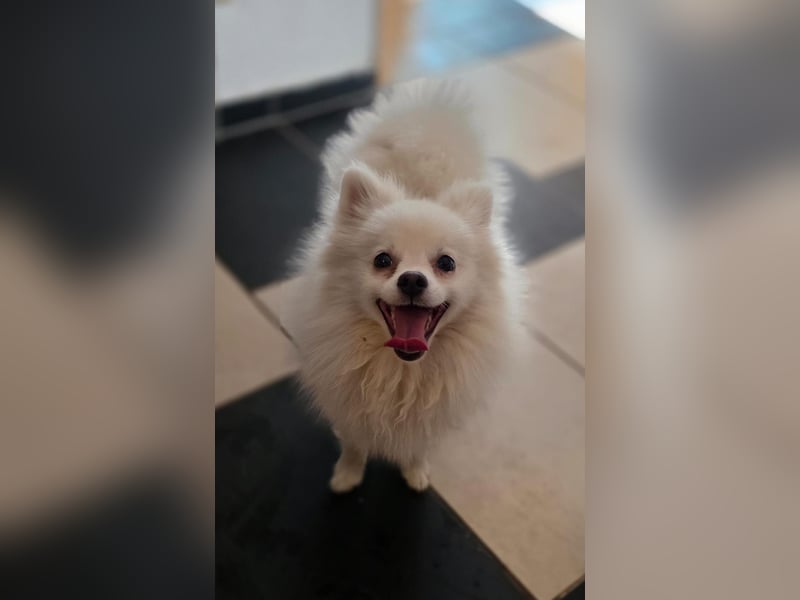 Kleine Pomeranian Dame Perl sucht ihre Menschen