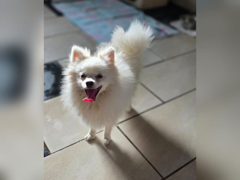 Kleine Pomeranian Dame Perl sucht ihre Menschen