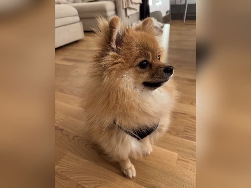 Liebevolle Pomeranian / Zwergspitz Hündin sucht neues Zuhause