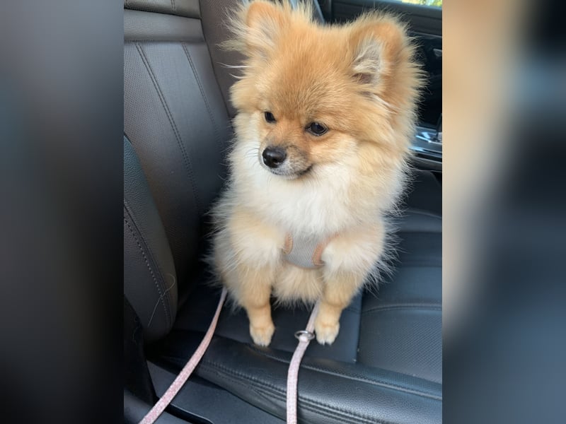 Liebevolle Pomeranian / Zwergspitz Hündin sucht neues Zuhause