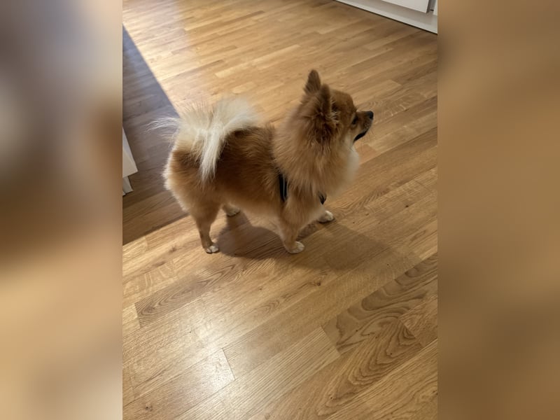 Liebevolle Pomeranian / Zwergspitz Hündin sucht neues Zuhause