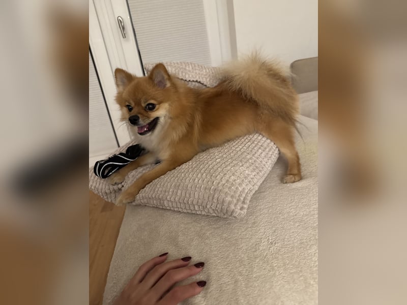 Liebevolle Pomeranian / Zwergspitz Hündin sucht neues Zuhause