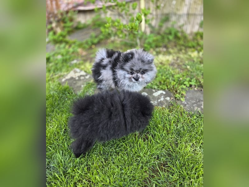 Reinrassige Pomeranian mit AT