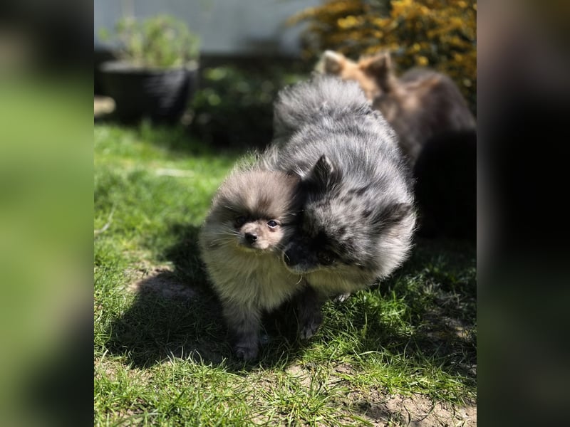 Reinrassige Pomeranian mit AT