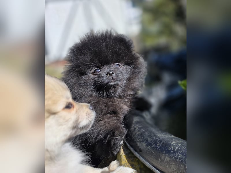 Reinrassige Pomeranian mit AT