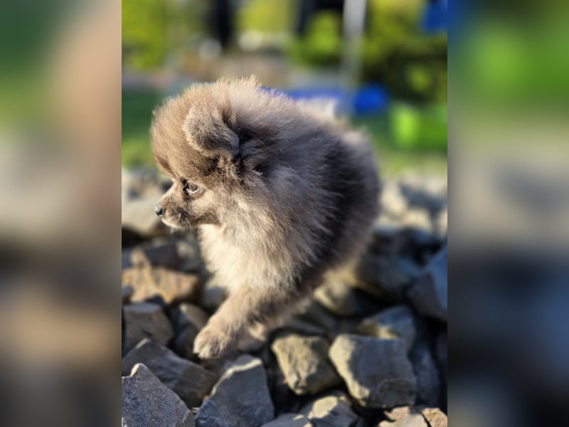 Reinrassige Pomeranian mit AT