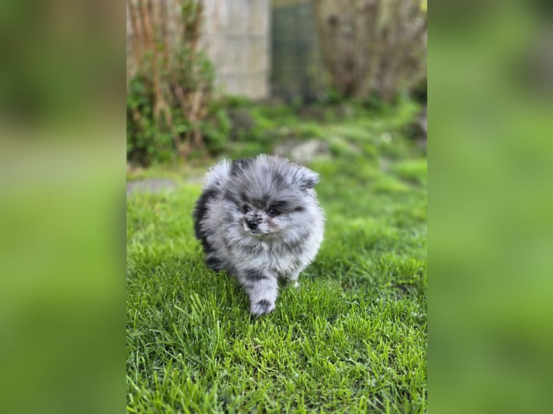 Reinrassige Pomeranian mit AT