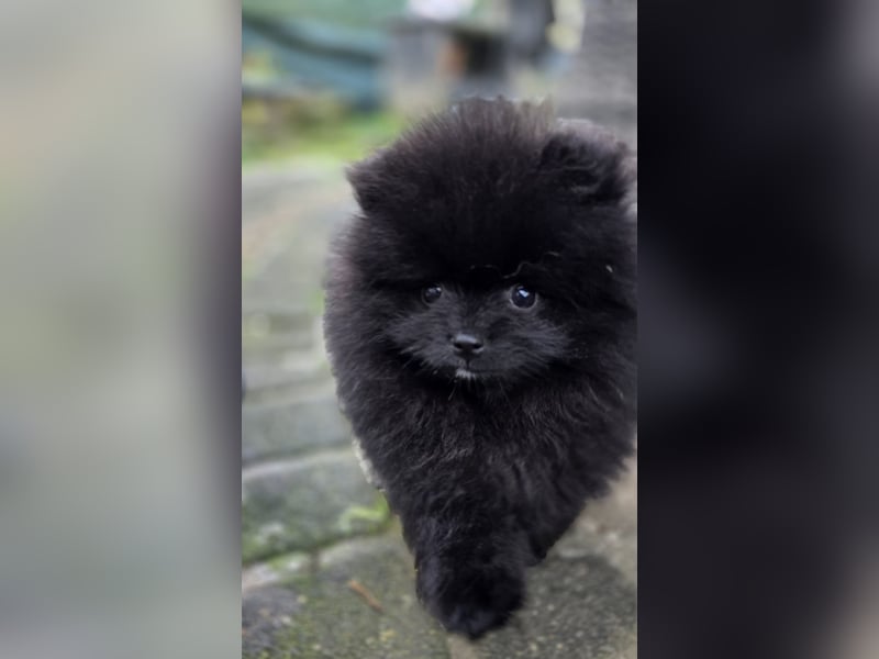 Reinrassige Pomeranian mit AT